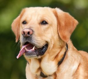 קמפיין להעלת מודעות לאיסוף צואת כלבים