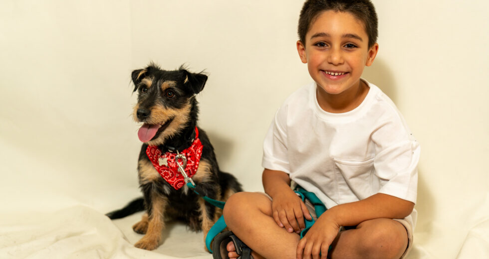 אילוף כלבים